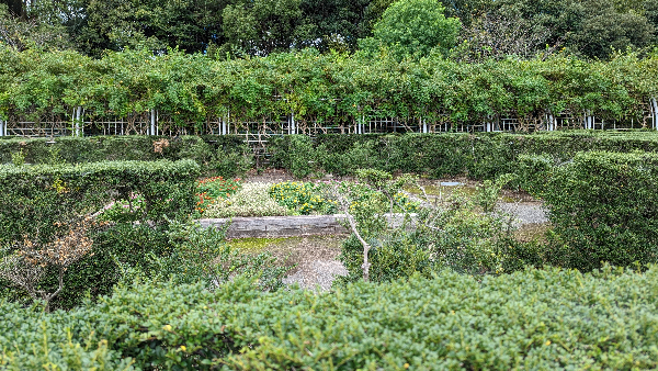 ヒーリングガーデン生け垣の迷路