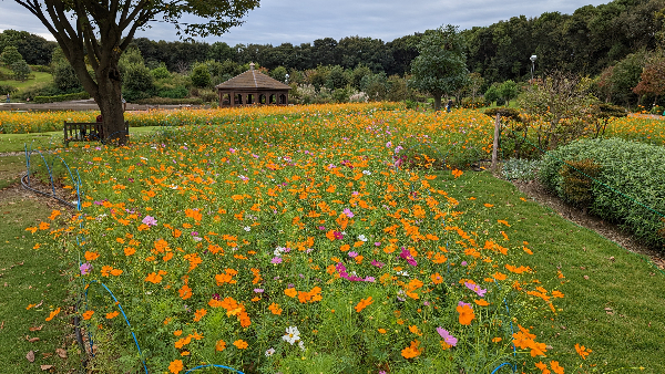 ヒーリングガーデンコスモス畑