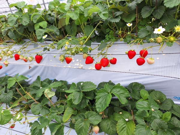 いちご狩り